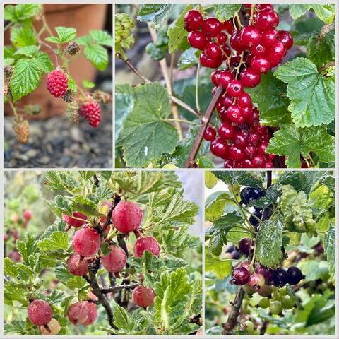 Nearly ready to pick fruit at the allotment. Clockwise: Loganberries, red currants, blackcurrants,  gooseberries. 