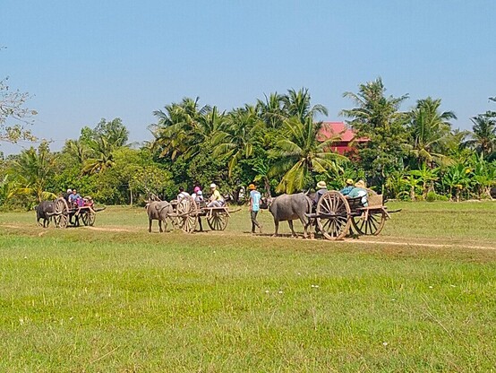 Oxcart ride