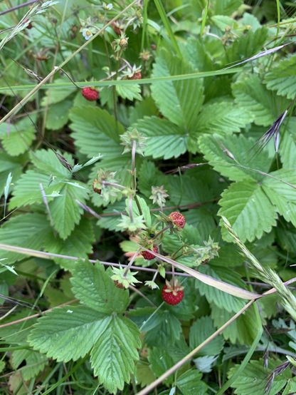Man sieht mehrere Walderdbeerpflanzen mit roten Erdbeeren 