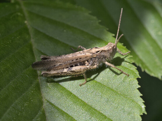 A brown grass hopper resting on a leaf.