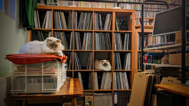 Holy Birman cats Milo sitting on the table with cd boxes on the left, Emil sitting inside the only free box of the Expedit vinyl shelf in the back. 