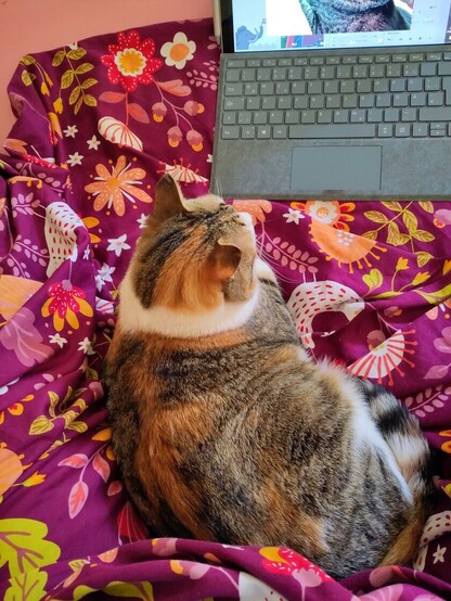 Tricolor cat curled up on my bed, she is watching the display on the open laptop next to her. The bedsheet is a pretty colourful one in purple shades with flower print.