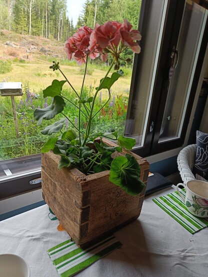 Kappa got a new life as a flower pot 
