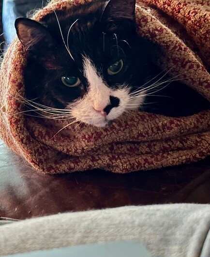 The face of a black cat with white markings peers out of a rolled-up afghan, on a leather sofa beside a jeans-clad leg.