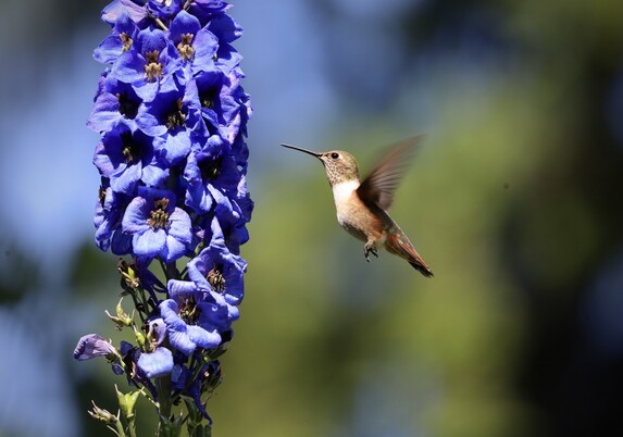A blooming stem of delphiniums, the flowers dark indigo. A copper coloured hummingbird hovers in front of the flowers, their long beak slightly raised, their upright wings a blur of motion. Their little short feet dangle beneath their body. The background is large lime green and pale blue blotches. 