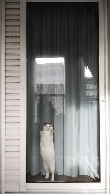 the galloping cat is asking you to stop being a ghost or a shadow or a poor reflection of yourself and open this vertical contraption to let her hang out there with you, in the wilderness. 