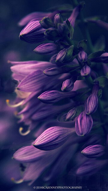Purple Hosta flowers blooming in the moonlight.
By Jessica Jenney