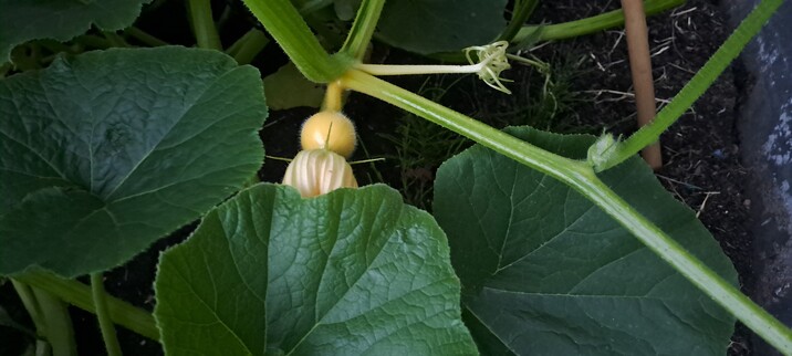 Hokkaido Kürbis Fruchtansatz an einer Kürbispflanze.
