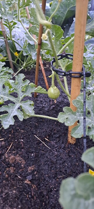 Wassermelone Fruchtansatz