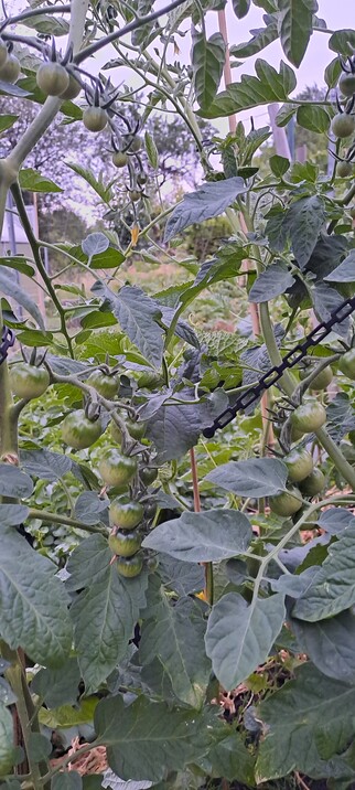 Freilandtomatenpflanze mit noch Grünen Tomaten 