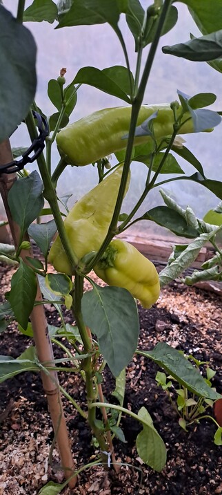 Gelbliche Paprika im Gewächshaus 