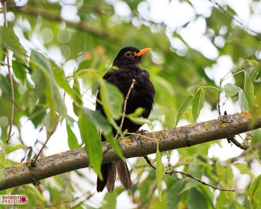 Eine Amsel im Baum