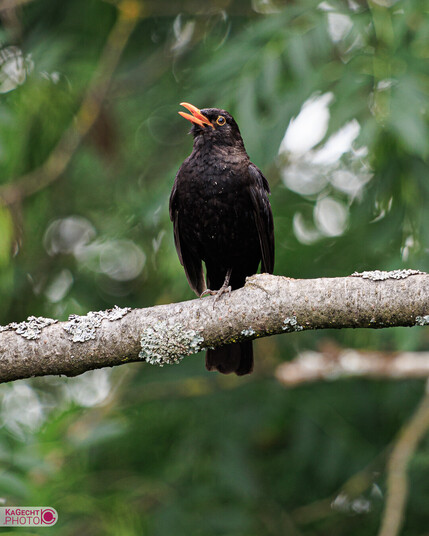 Andere Amsel auf Baumast, ist am Singen.