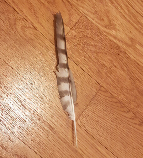 Foto einer weiß-braun-gebänderten Bussard-Feder (vermutlich aus den Schwingen). Oder könnte es ein anderer (Raub-)Vogel sein?