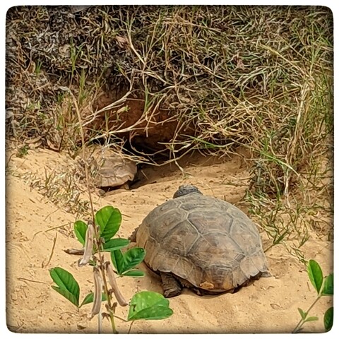 One large gopher tortoise following a smaller one into a burrow