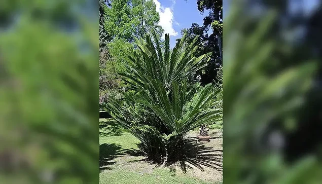 Image : The African cycad Encephalartos altensteinii Lehm is widely cultivated in botanical gardens around Europe (like this one in the Botanical Garden of the University of Naples “Federico II”), including one specimen that was brought from South Africa to the UK in 1775 and that is still alive today. Large Encephalartos are highly prized as ornamental plants, and unfortunately many species have been brought to the brink of extinction by poaching. Credit: Mario Coiro 
