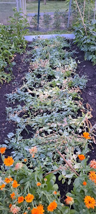 Feld mit Gemüsezwiebeln, Stangen- und Knollensellerie. Erbsenranken als Mulchschicht um die Wasserverdunstung zu reduzieren.
Im Vordergrung Ringelblumen als Helferpflanze und für die Insekten.