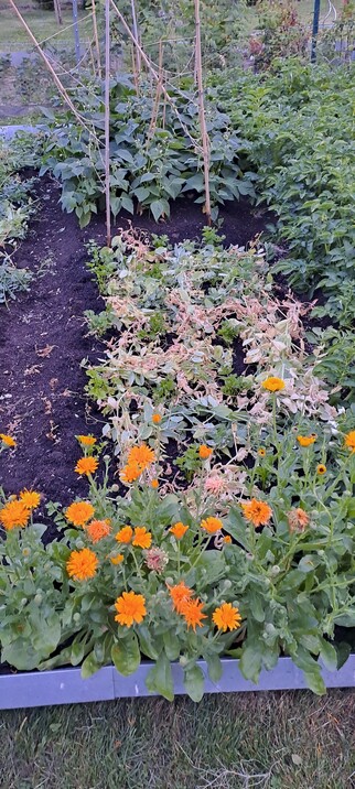 Feld mit Buschbohnen, Stangen- und Knollensellerie. Erbsenranken als Mulchschicht um die Wasserverdunstung zu reduzieren. Rechts im Bild die angrenzenden Kartoffelreihen.
Im Vordergrung Ringelblumen als Helferpflanze und für die Insekten.
