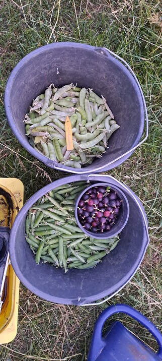 Zwei Eimer und ein kleiner Pflanztopf. In den Eimern liegen jeweils Markerbsen und Nachgereifte Zuckererbsen als Saathut für das nächste Jahr. Im Pflanztopf sind Jostabeeren.