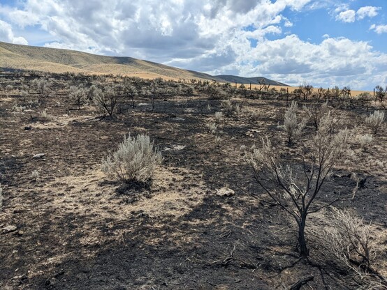 Results of a wildfire that burnt sagebrush steppe habitat in Easter Washington State, USA