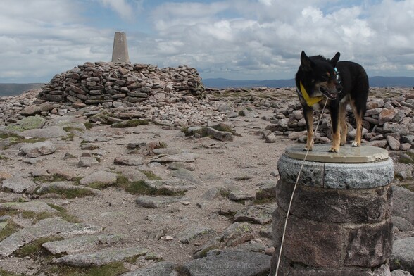 Moray the dog stood on a stone pillar which has a view indicator embedded on the top. On a rocky and gravelly mountain summit, with a summit cairn and concrete triangulation pillar in the background.