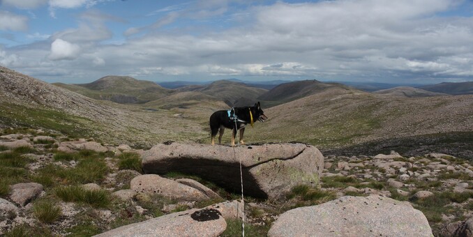 Moray the dog stood on a rock. It's on a rough hillside, looking towards some rounded summits. Sunny, blue sky with some clouds.