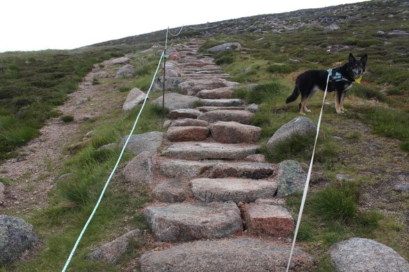 Rough stone steps forming a path up a hillside. There is some erosion to the left, which has been cordoned off by a rope, to prevent access. Moray the dog stood alongside the path looking back at me.