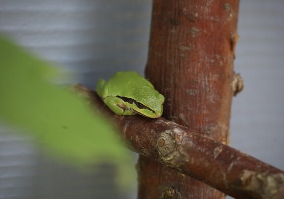 Photo of a very small bright green tree from perched on a horizontal cedar stick, leaning against the upright post stick of a homey fence. The sticks are auburn brown so the green of the frog stands out in contrast. Behind the frog is light grey-blue aluminum cladding. The frog is slightly downward facing. Along with the black stripe that slants downward across the eye, they look a little sad, albeit very still.
