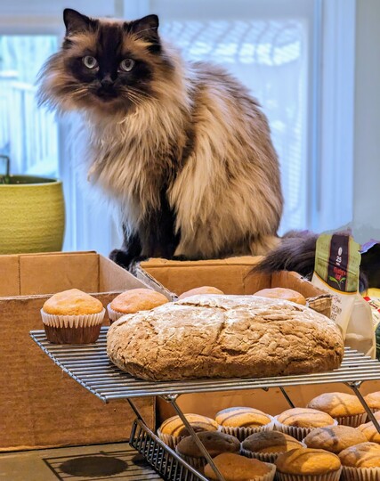 Olaf the ragdoll cat keeps watch above a rack of baked goods