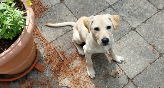 Small golden Lab puppy seated next to seemingly huge planter on patio. (The planter is not very big)