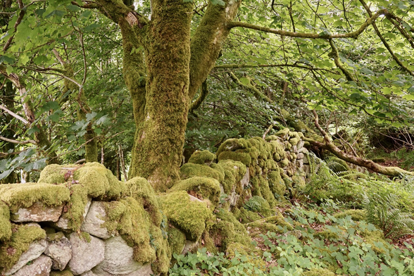 Mossy wall and tree growing from it.