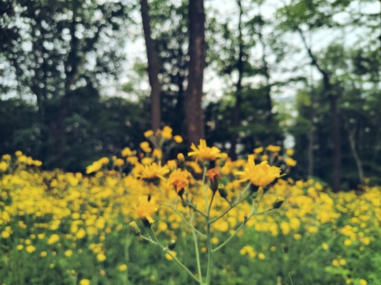 La côte Gilmour no es sólo una pendiente de 12% ; también es un camino de florecitas amarillas y petricor.
