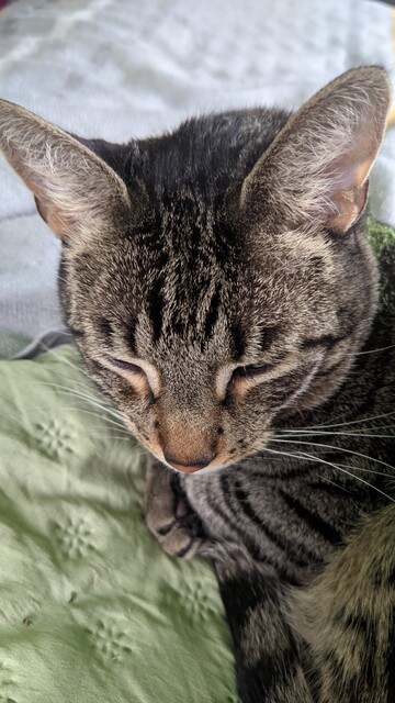 Juan Francisco 😽