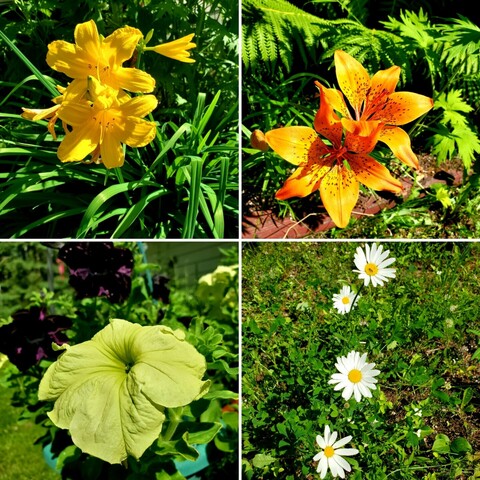Yellow lilies  Tiger lilies  Petunias  Daisies