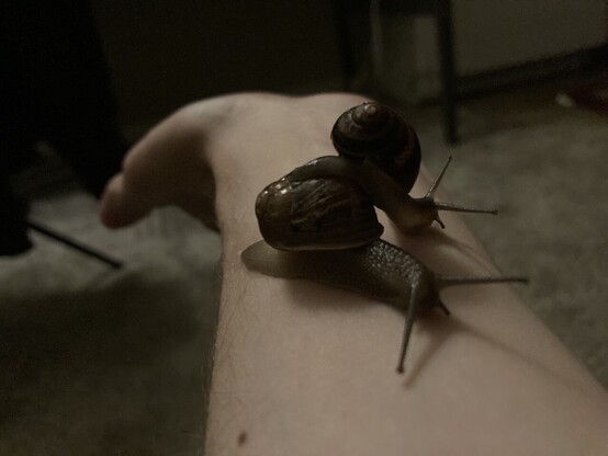 A small garden snail crawling across the shell of another, slightly bigger snail. Both of them are on their owner’s arm.