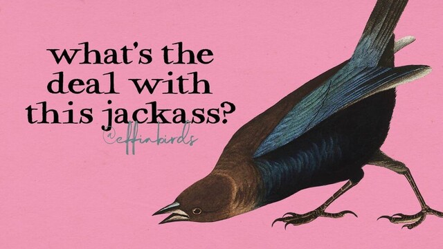 A painting of a bird beside the text "what's the deal with this jackass?"