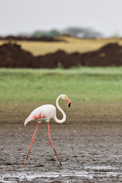 A flamingo walking on his own in the green grasslands by the river