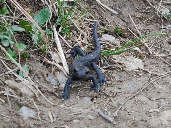 A photo of an alpine salamander looking directly in  the camera.