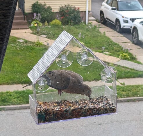 A big grey bird grazing at a window bird feeder. 