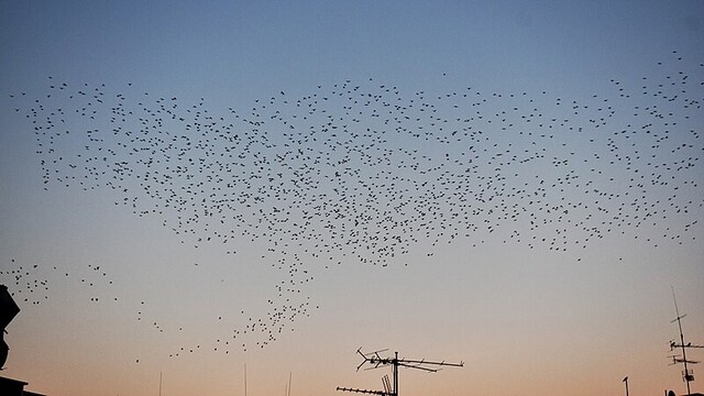 Bandada de estorninos. Los estorninos acostumbran a volar en grandes bandadas, siguiendo un vuelo coordinado, lo cual ha intrigado desde siempre a los científicos. Foto: Bärbel Miemietz en Wikipedia (https://commons.wikimedia.org/wiki/File:2022-10-05_Stare_%C3%BCber_Hannover_02.jpg).