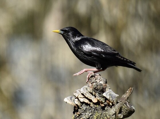 Estornino común (Sturnus unicolor). Foto: Luiz Lapa en Wikipedia (https://commons.wikimedia.org/wiki/File:Estorninho-preto,_Spotless_Starling_(49941959081).jpg).