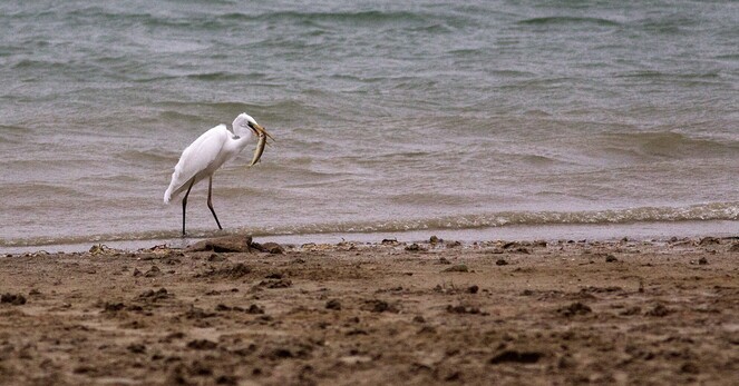 Aigrette déjeune un poisson