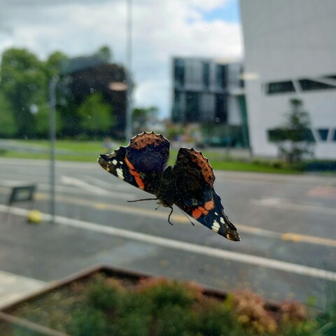 Image of a butterfly - red admiral - with a white research building, the OCRB, in the background