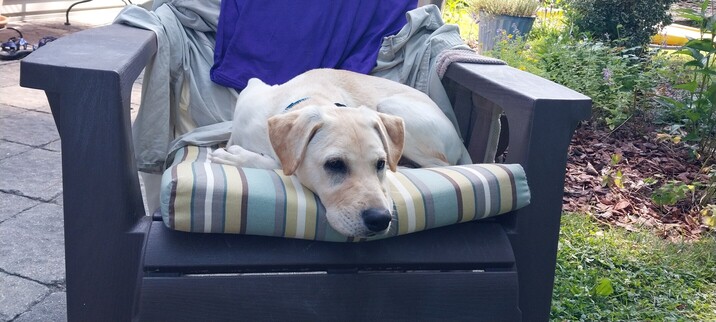 Small golden Lab puppy curled up on lawn chair cushion