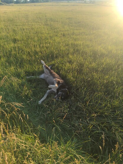 A dog rolls around alwardly in a picturesque field of grass. He's a real goofball.