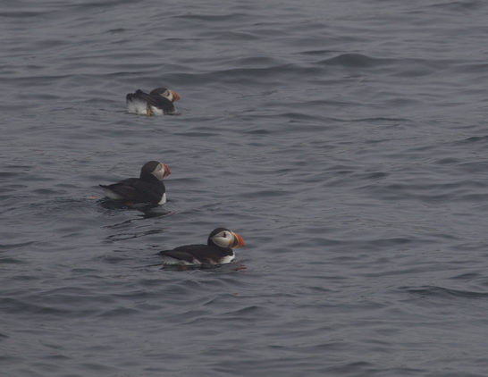 A photo of 3 puffins wading on the surface of the water. 