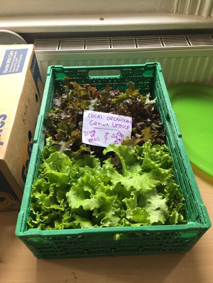 Lettuce from previous toot now harvested in a crate on display at the local foodbank