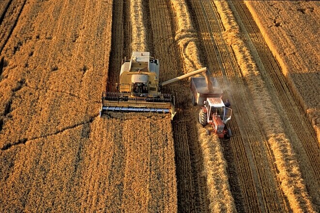 Un champ de blé cultivé en intensif en Picardie. © Photo Michel BureauI / Biosphoto via AFP