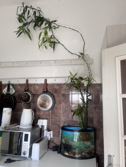 Aquário na cozinha com os peixes Schrodinger e Oppenheimer e trepadeira de bamboo! 