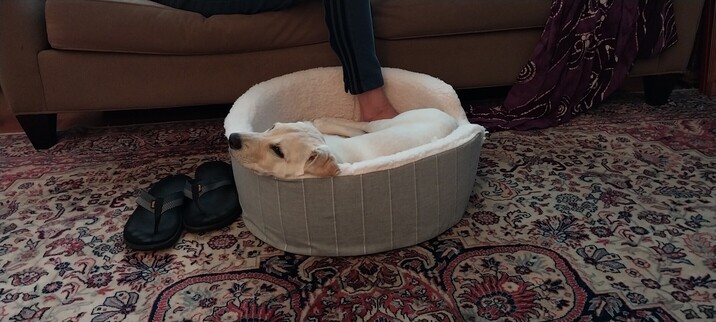 Small golden Lab puppy snuggled into fleece dog bed, sleeping on spouses foot